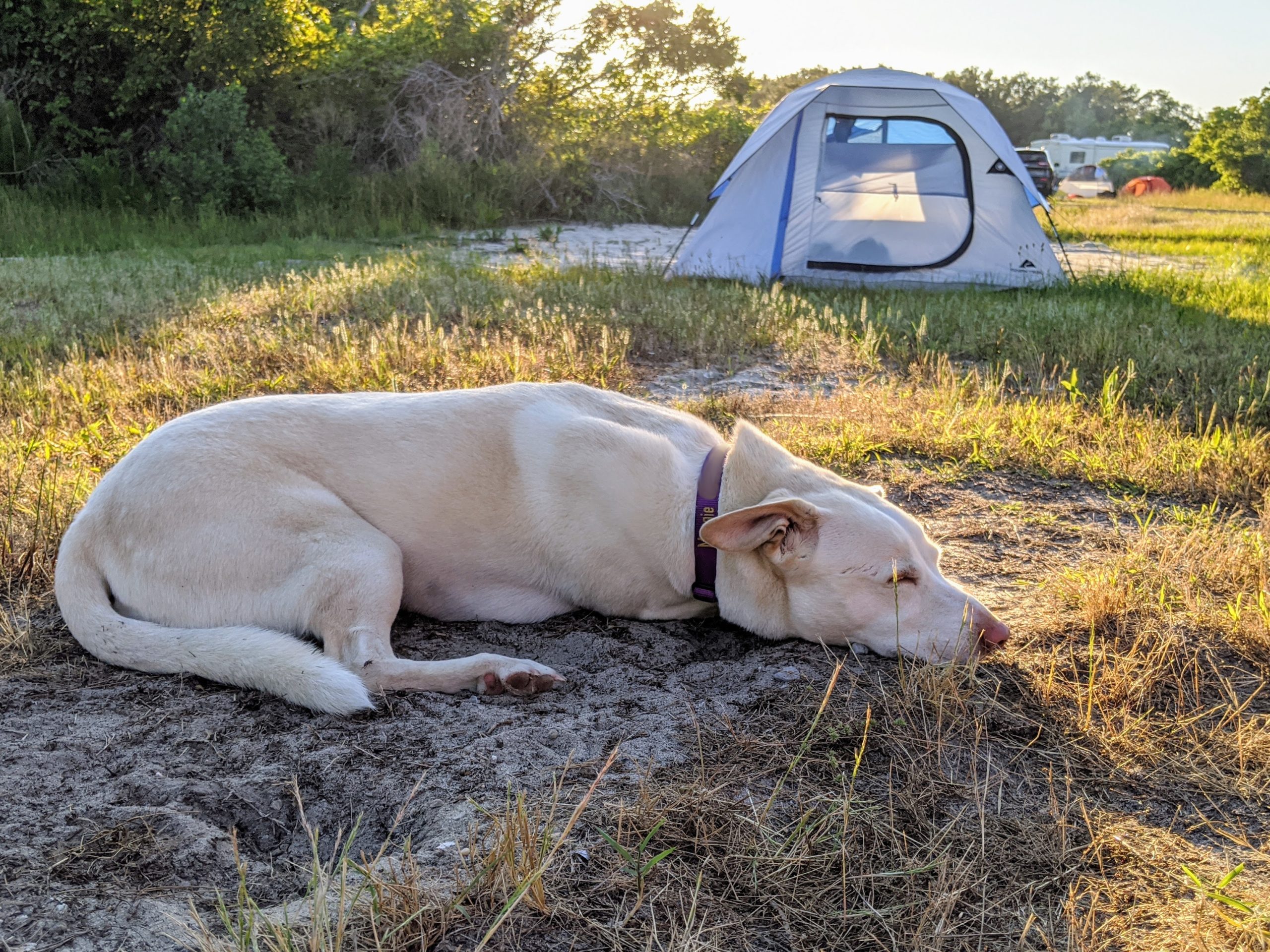 Trip Report: 2020-06 Assateague Island National Seashore, MD