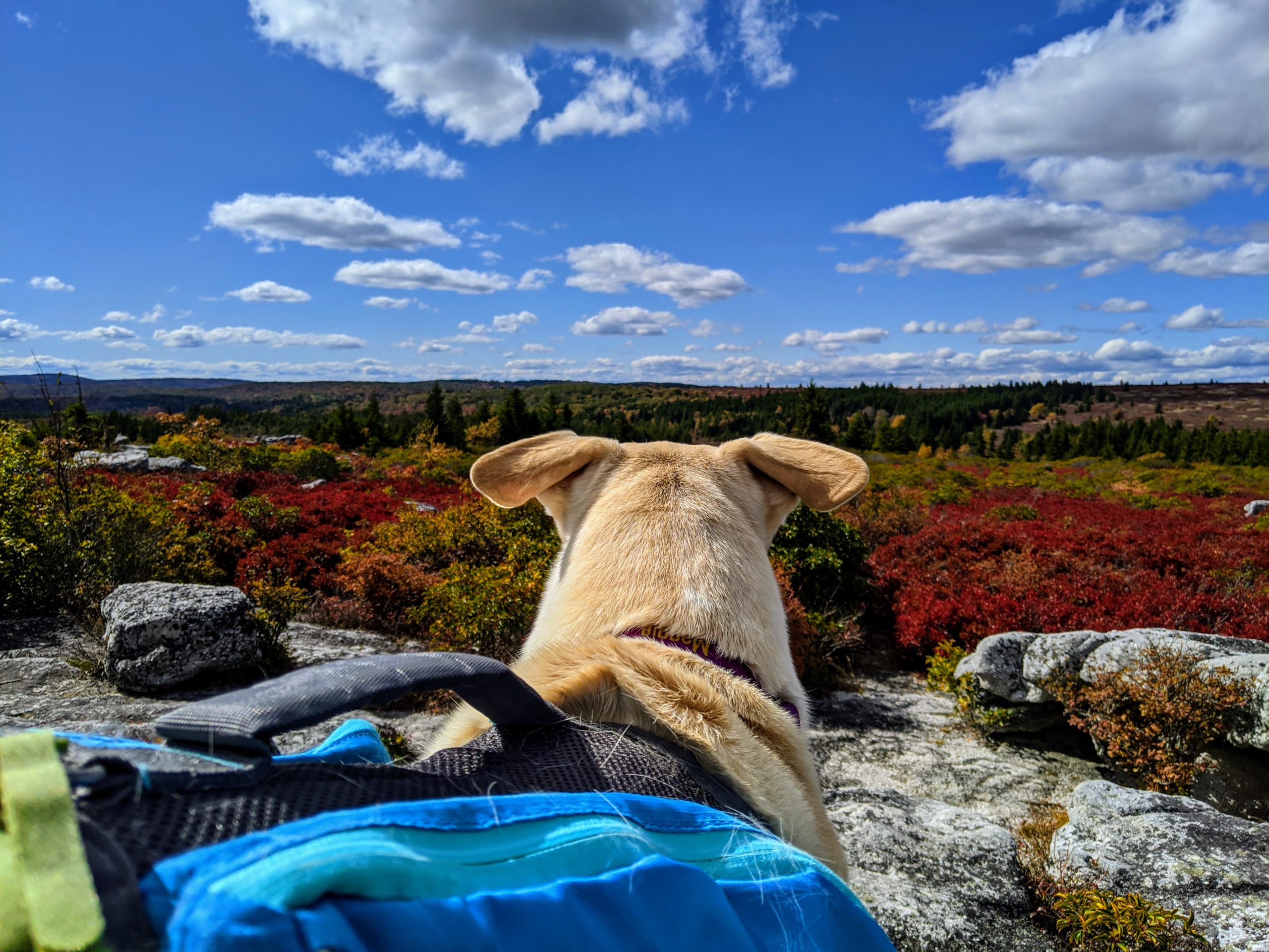 Trip Report: 2020-10 Dolly Sods Wilderness, WV