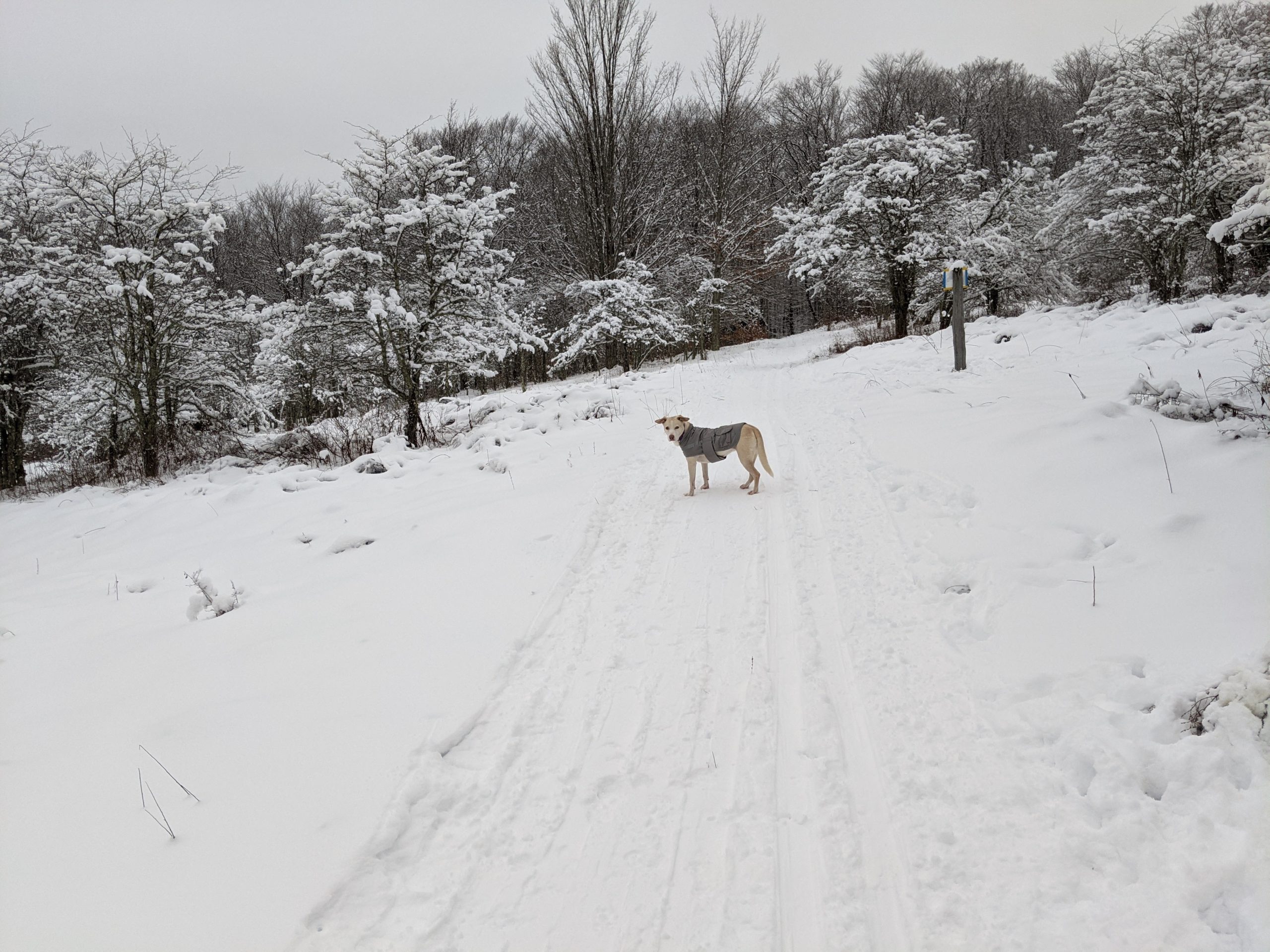 Trip Report: 2020-12 White Grass Ski Touring Center, WV