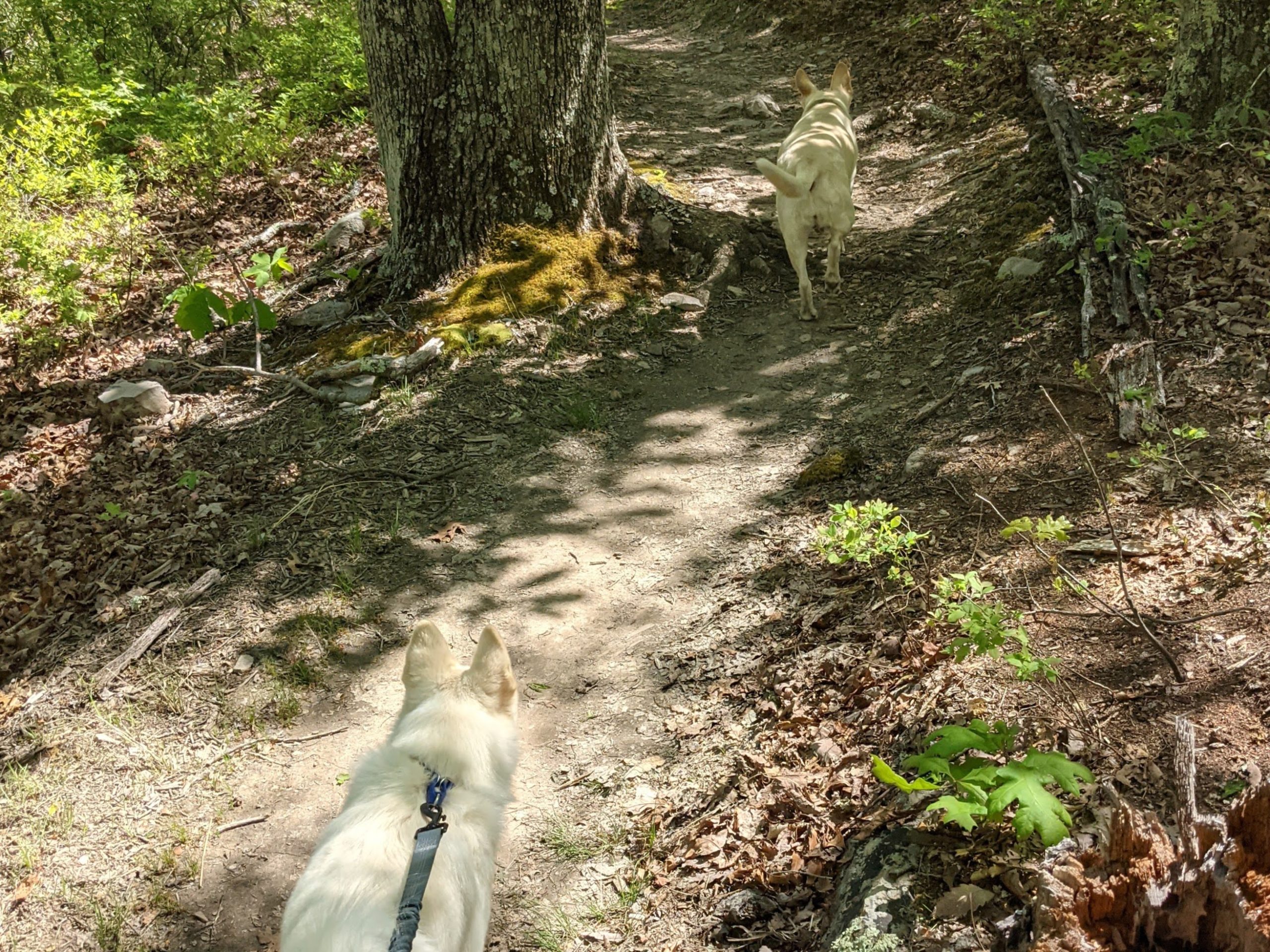 Trip Report: 2021-05 George Washington National Forest, Lee District, VA