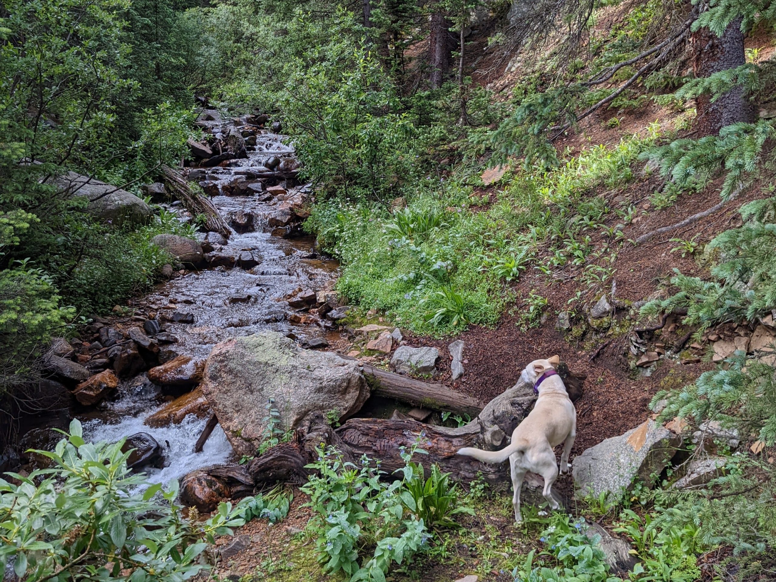 The Mud Doggo at Guanella Pass