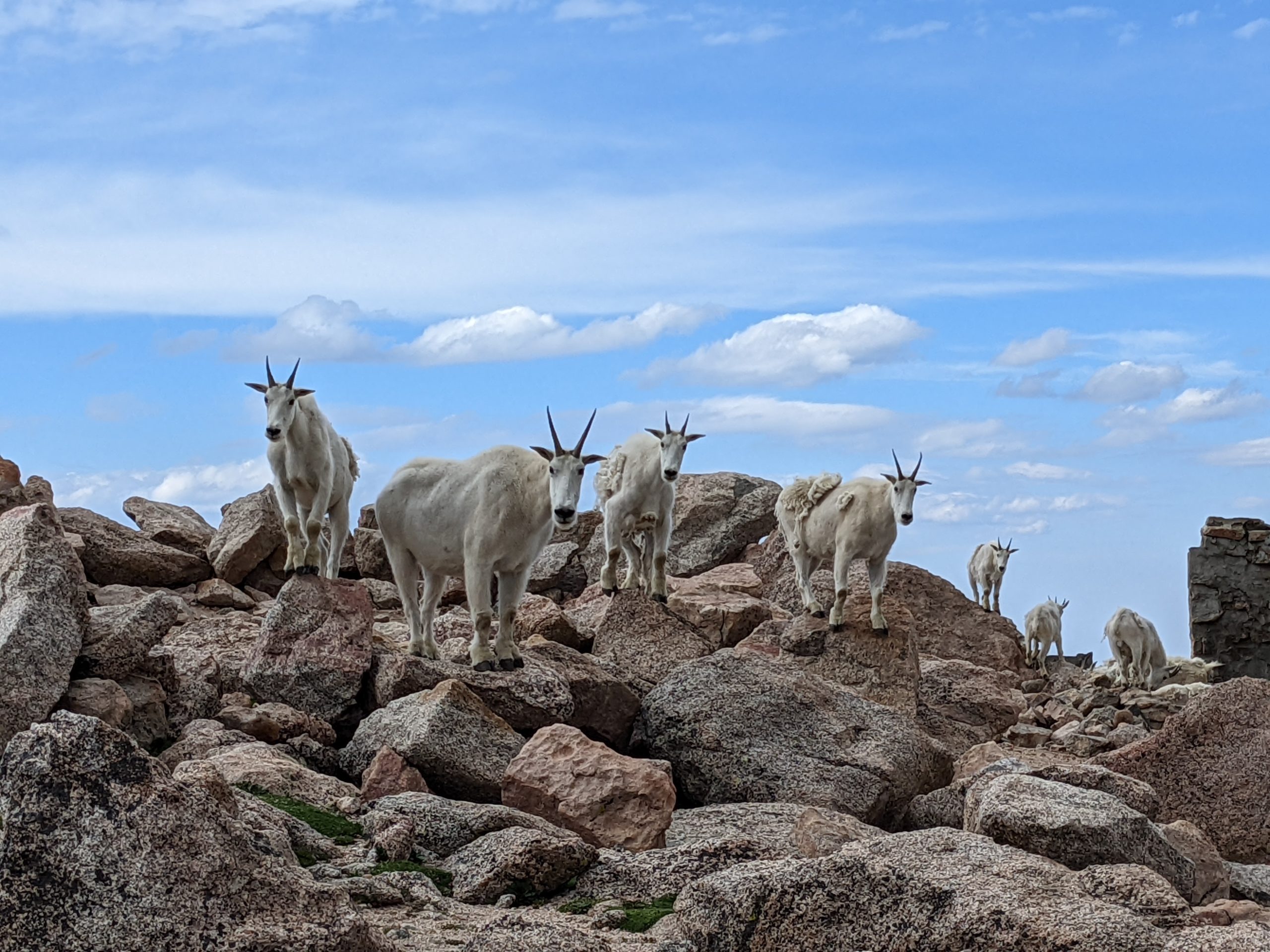 Trip Report: 2022-07 Mt. Evans, CO